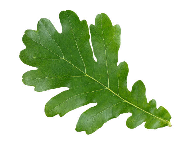 istock Oak green leaf isolated on white background, top view. 1191739026