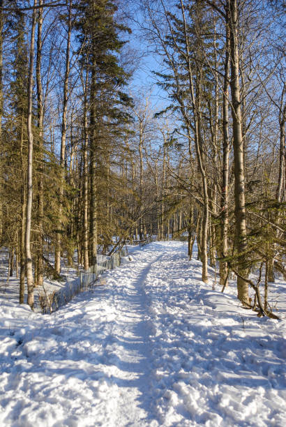Well Traveled Snowy Trail through the Forest stock photo
