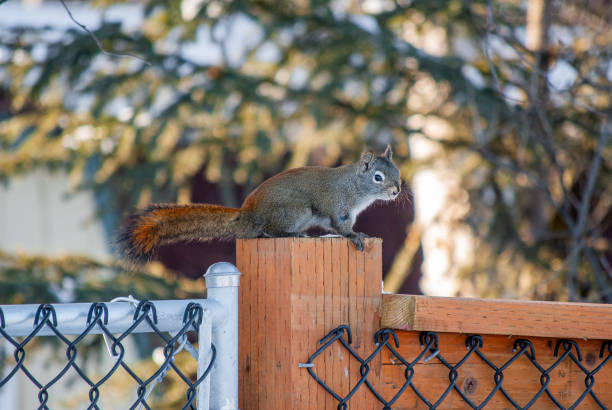 Small Squirrel Perched on a Wood Fence Post stock photo