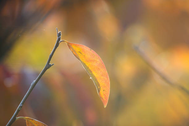 Pictured the leaf of persimmon turns red.