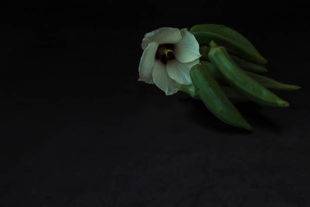 Pictured okra and its flower in a black background.