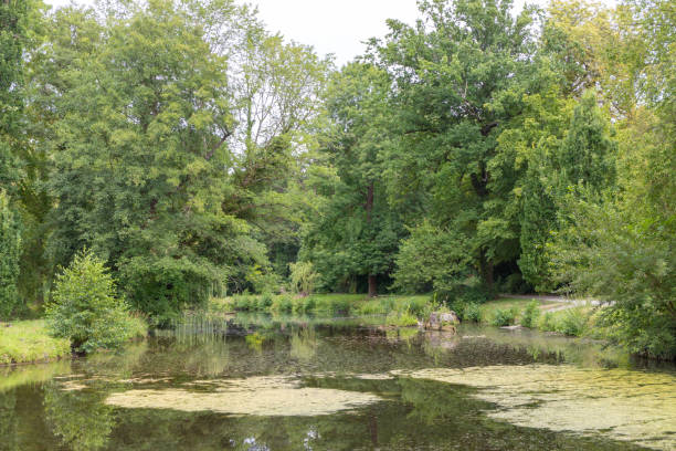 istock lake with many trees and aquatic plants 1191740318