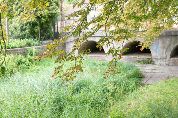 Tree and grass and in the background a bridge