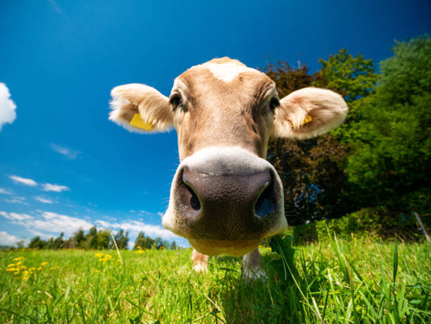 istock Cow in German Alps 1191740797