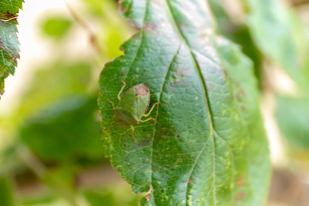 istock green leaves with green beetles 1191742001