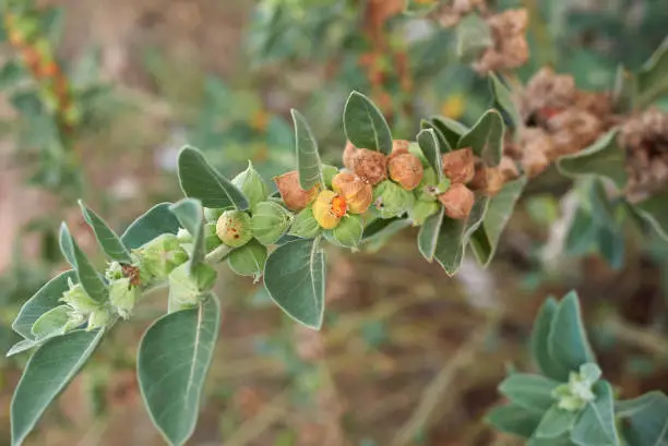 Withania somnifera close up