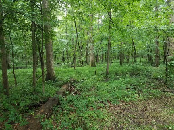 istock green leaves and trees in forest or woods 1191743007