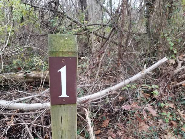 istock the number 1 on wood post in forest or woods 1191743183