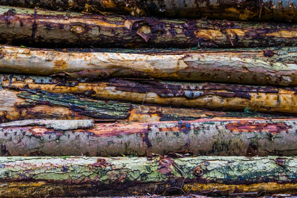 pattern of tree trunks, wood logs with bark, Deforestation and nature background