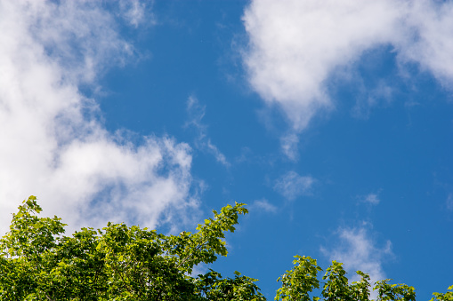 A view of a blue sky with some clouds and trees in the bottom of the scene