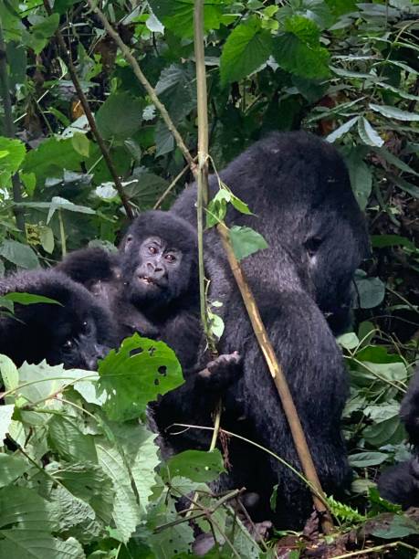 istock Mountain Gorilla of DRC 1191747168