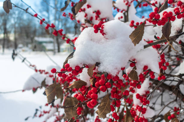 Snow-covered winterberry holly bush stock photo