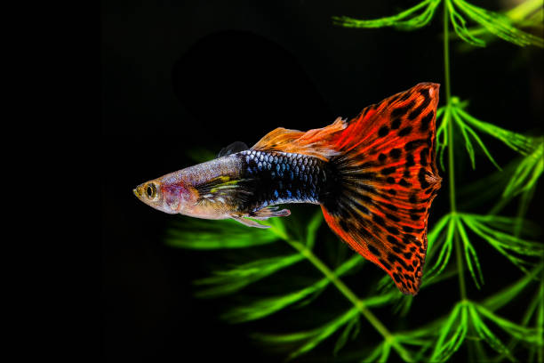 Guppy Multi Colored Fish on a black background with green algae. stock photo