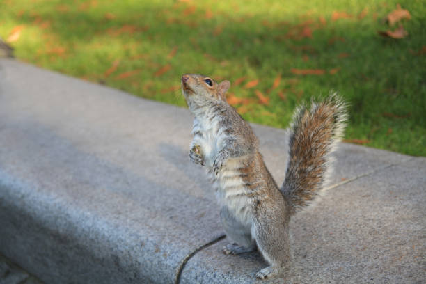 구걸하는 다람쥐 - squirrel softness wildlife horizontal 뉴스 사진 이미지