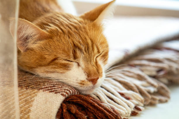 istock Red and white kitty sleeping in warm wool plaid blanket on a windowsill. Cozy home concept Coloring and processing photo 1191750868