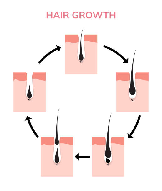 Hair growth cycle skin. Follicle anatomy anagen phase, hair growth diagram illustration Hair growth cycle skin. Follicle anatomy anagen phase, hair growth diagram illustration. papilla stock illustrations