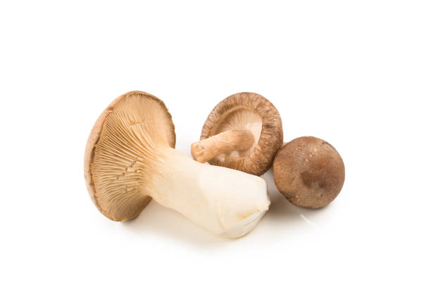 istock Fresh eringi mushrooms isolated on white  background. 1191750993