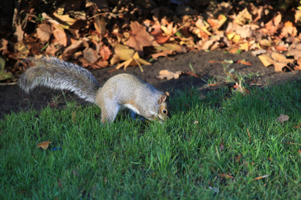자신의 견과류를 찾는 다람쥐 - squirrel softness wildlife horizontal 뉴스 사진 이미지