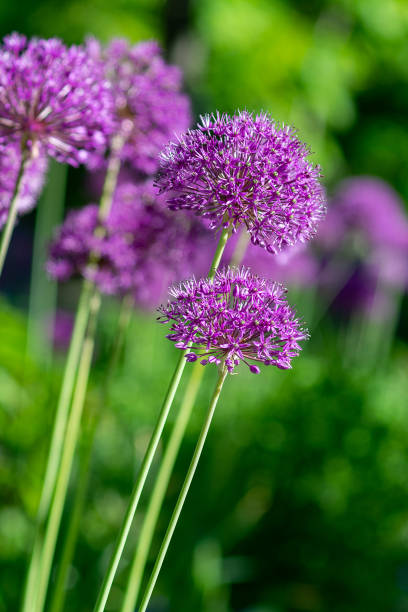 istock spring purple pink flower 1191752387