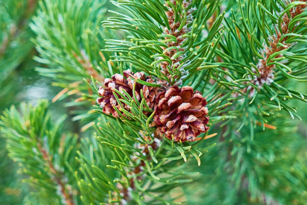 istock Ripe cones on pine branch with the first snow, closeup 1191753431