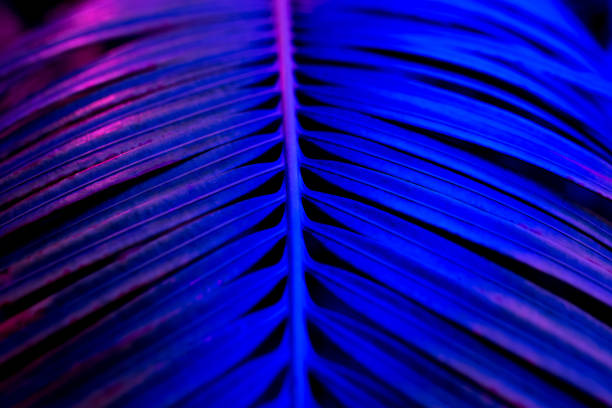 istock Beautiful dark background of tropical leaf. 1191753518