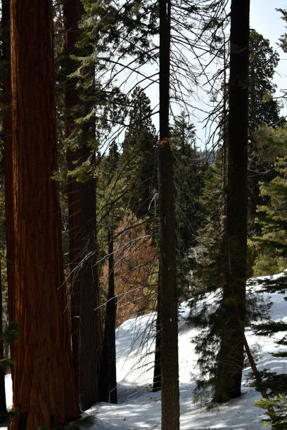 istock redwood and broken pine tree in the snow 1191753604