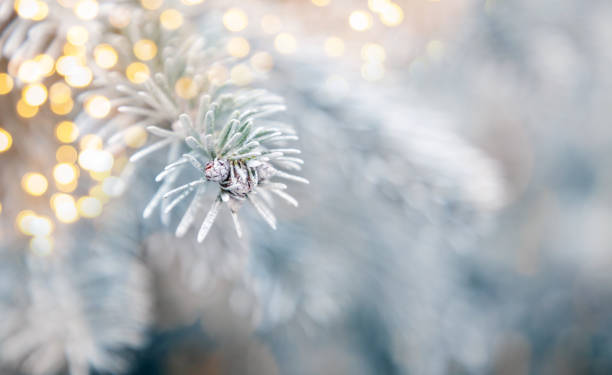 istock close up on snowy fir branches Christmas background 1191755080