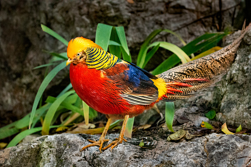 Close-up of exotic colorful Golden Pheasant