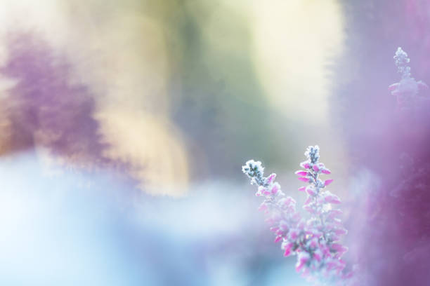 istock Frosted heather flowers, snow and ice crystals glittering in sunlight 1191756180