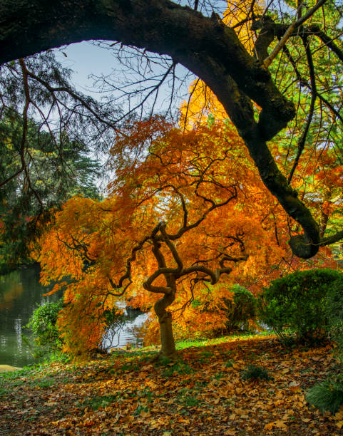 istock Four Seasons Autumn Fall Change Color 1191756194