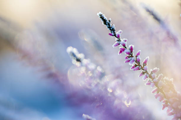 istock Frosted heather flowers, snow and ice crystals glittering in sunlight 1191756255
