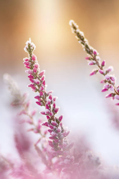 Winter background with frosted heather flowers
