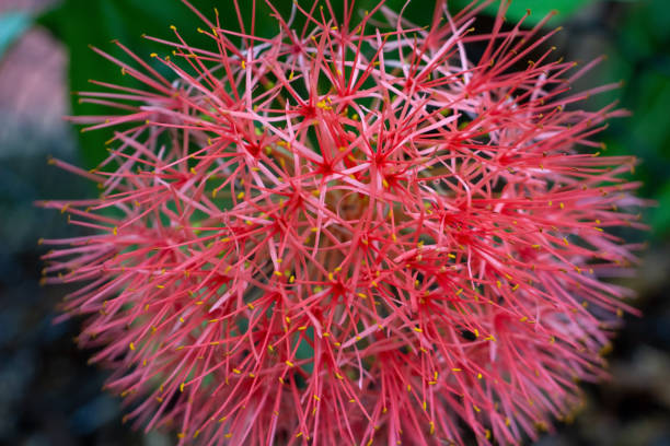 istock A beautifull and big exotic flower named Scadoxus multiflorus 1191758661