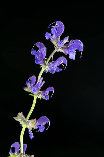 salvia pratensis close up flowers