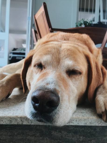 istock Sunday doggy mood 1191765191
