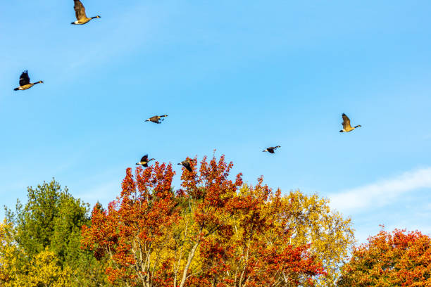 istock Flight of Canada geese over colorful trees with a clear blue sky. 1191765638