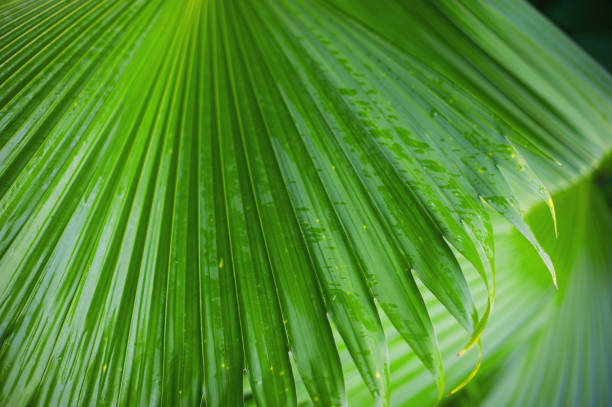 istock Palm leaves background, beautiful tree, Palm Sunday 1191766374