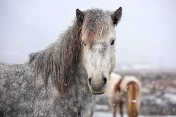 The Icelandic horse is a breed of horse developed in Iceland. Although the horses are small, at times pony-sized, most registries for the Icelandic refer to it as a horse. Icelandic horses are long-lived and hardy.