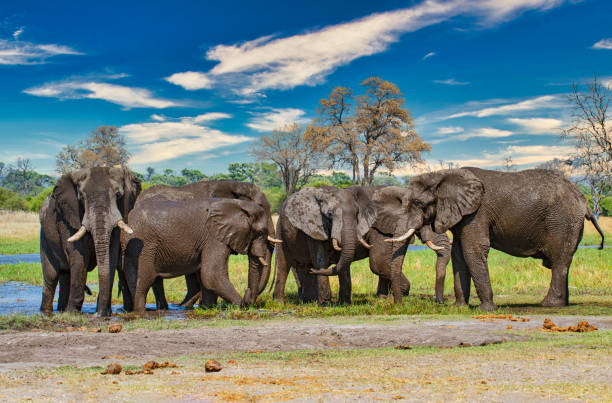 istock African elephants at river Khwai, Okavango Delta, Botswana, 1191768814