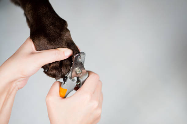 una mujer corta las garras de un perro usando un cortador de garras - 4752 fotografías e imágenes de stock