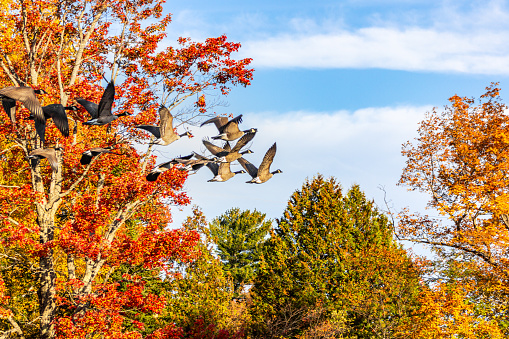 Canada geese taking off from a pond. Blue sky and trees full of autumn colors.