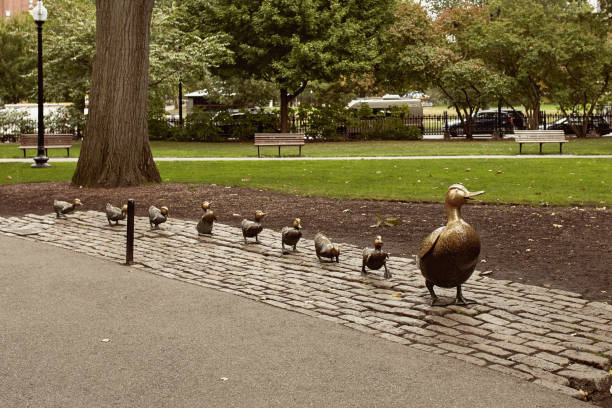 New England Road Trip in the Fall Boston, Massachusetts - October 3rd, 2019:  Make Way For Ducklings statues at Boston Public Garden in the Back Bay neighborhood of Boston duckling stock pictures, royalty-free photos & images