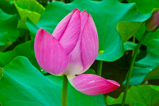 lótus rosa - lotus pink petal closed - fotografias e filmes do acervo