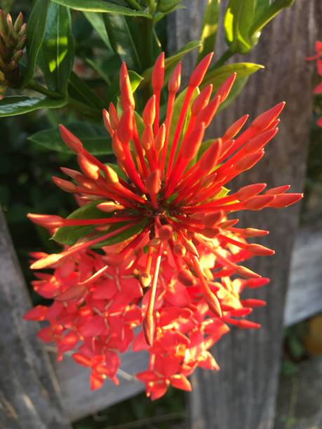 istock Red ixora in the morning 1191778704
