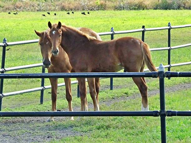 istock Horse (Equus ferus caballus) two horses in a corral looking at the camera 1191780225