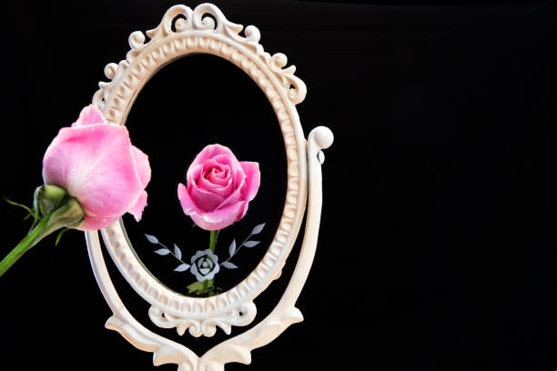 Reflection of rose in vintage mirror on black background. Vain Concept with copy space. Mirror Mirror on the wall.