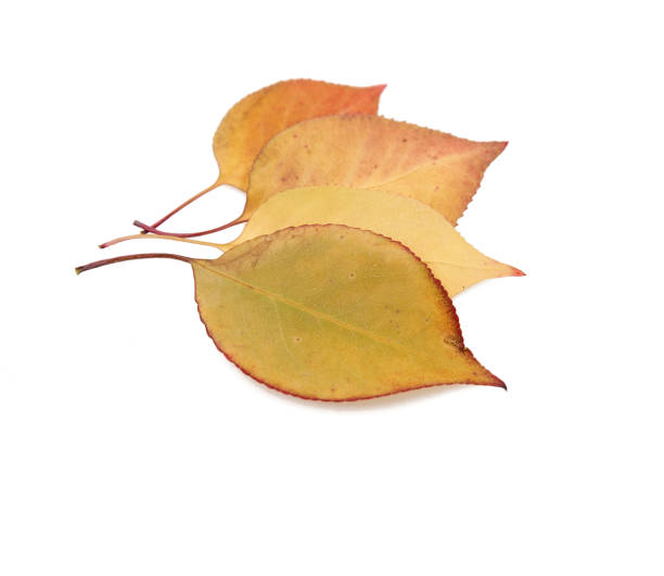 istock Autumn leaves isolated on white background. 1191781479