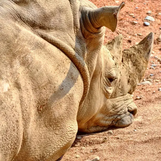 Here a Rhino bathes in the sun before the cold night approaches.