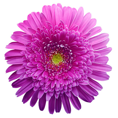 gerbera flower purple. Flower isolated on white background. No shadows with clipping path. Close-up. Nature