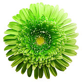 gerbera flower green. Flower isolated on white background. No shadows with clipping path. Close-up. Nature.